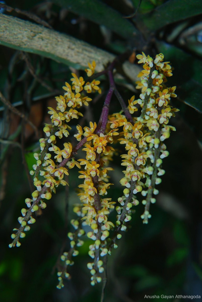 Pomatocalpa decipiens (Lindl.) J.J.Sm.